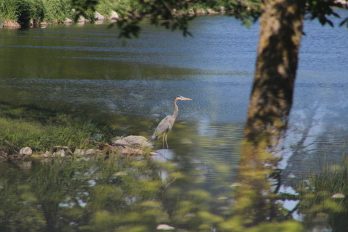 Stork at Crystal Springs Campground